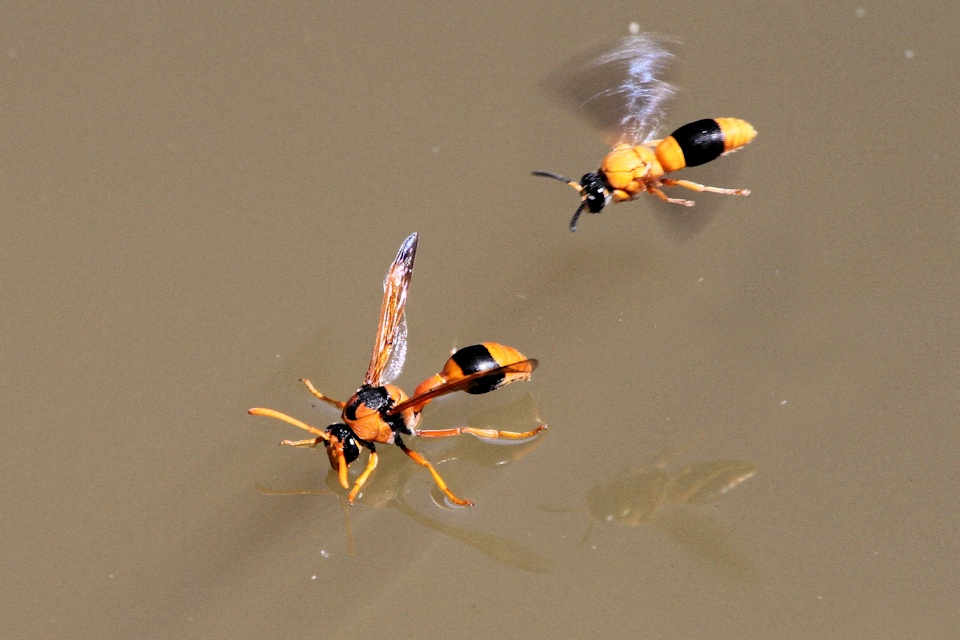 Vespid Wasp (za) (Vespidae sp)